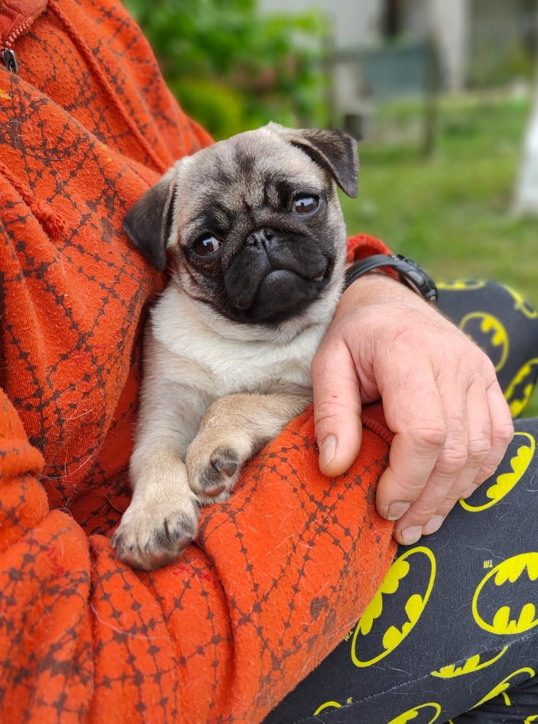 Mops szczenie  z rodowodem