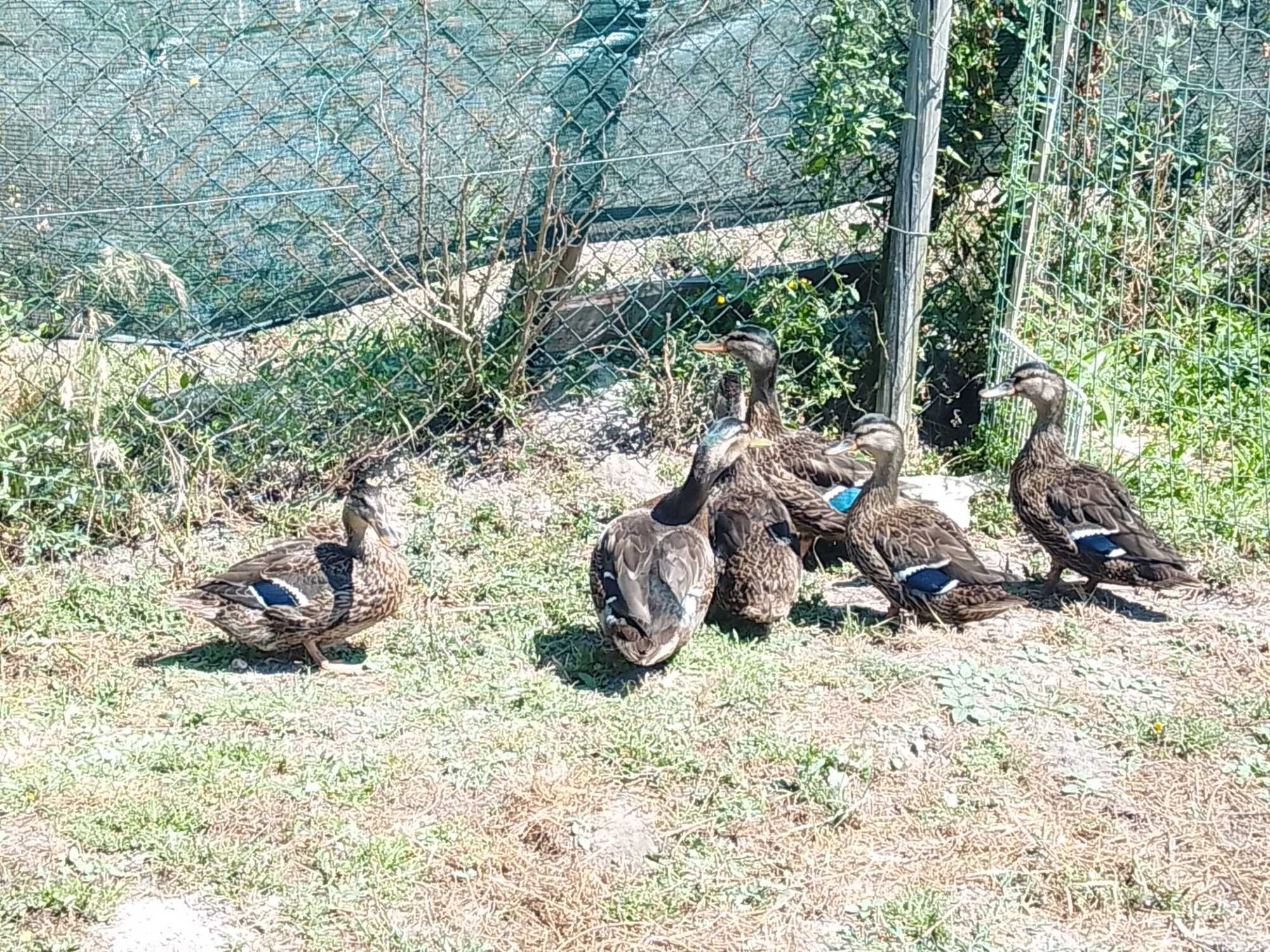 Venda Patos reais