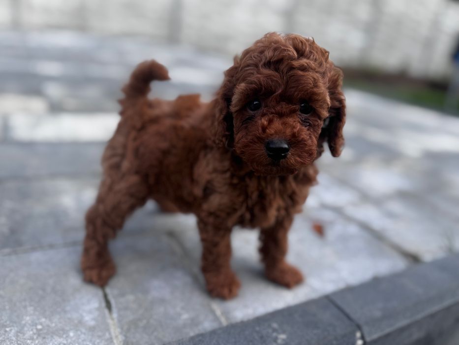 Pudel Toy - piesek Red ;)