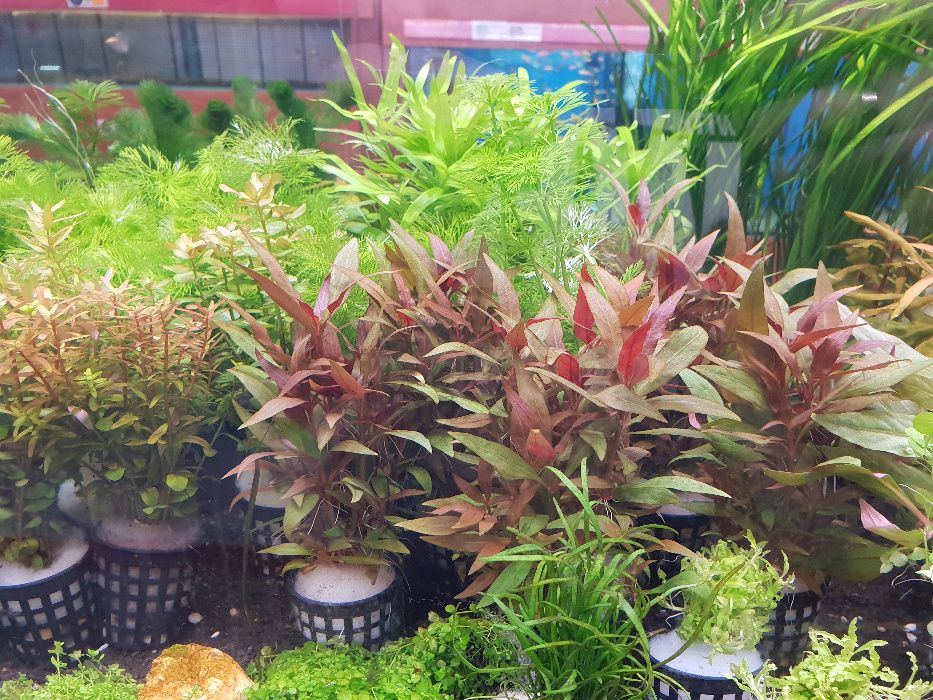 Rośliny wodne do akwarium