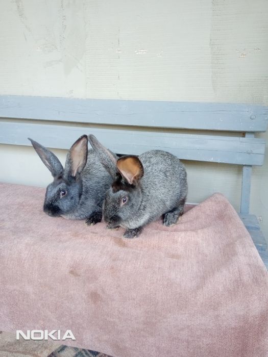 Кролики на розвід