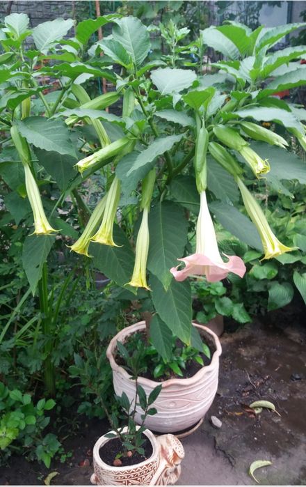 Продам бругмансiя - рожева