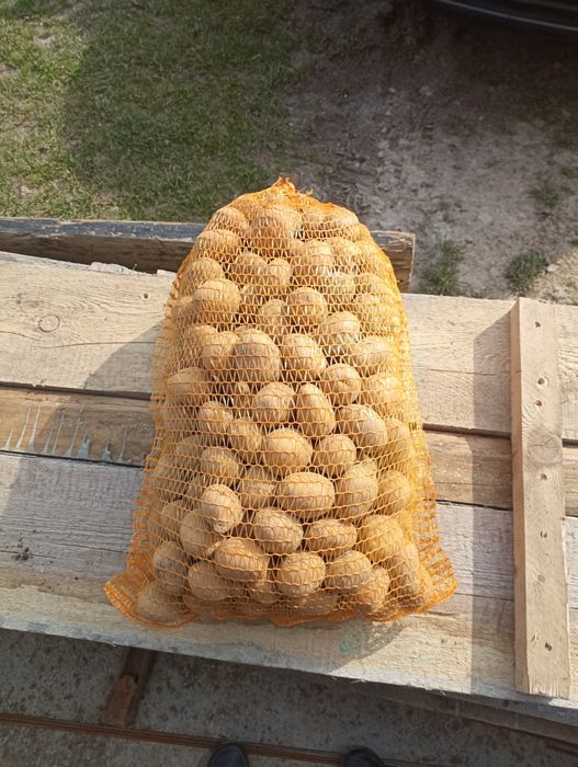 Ziemniak Soraya wielkości sadzeniaka