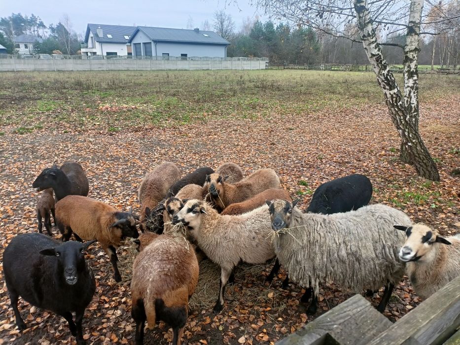 Owce kamerunskie zakocone kotne