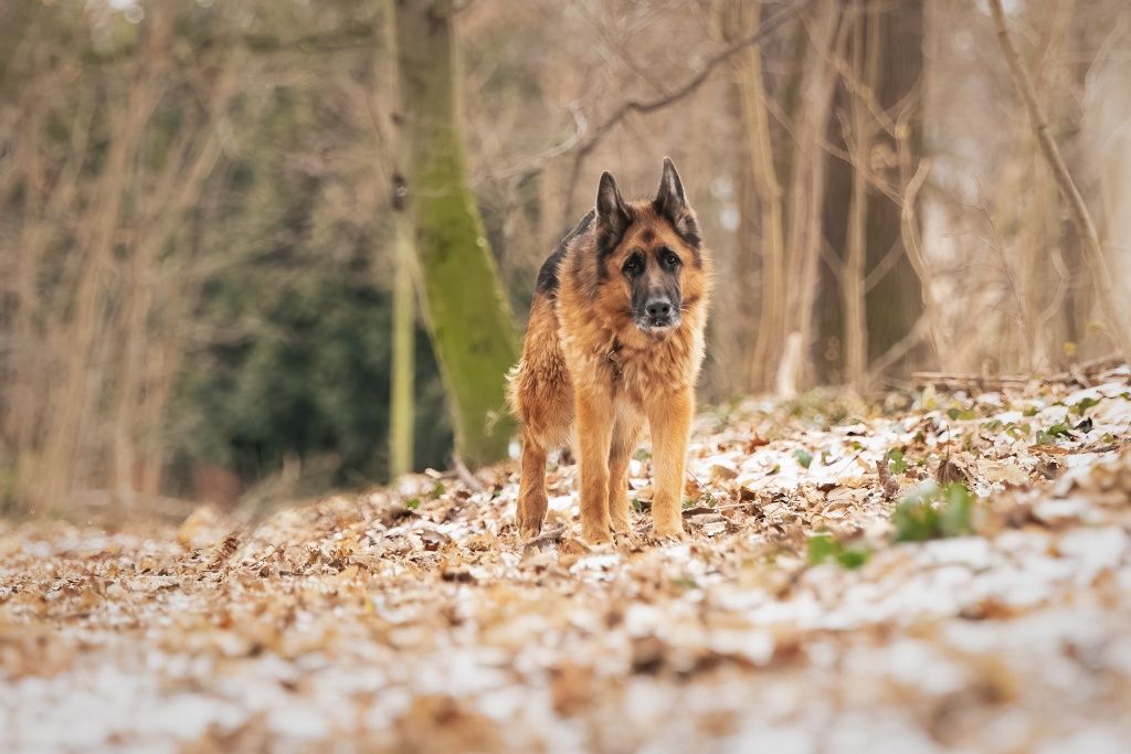 Owczarek Niemiecki Max do adopcji!
