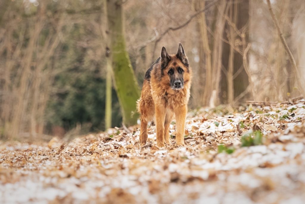 ONek Max do świadomej adopcji!