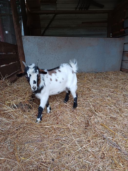 Cabrito anão 4 meses