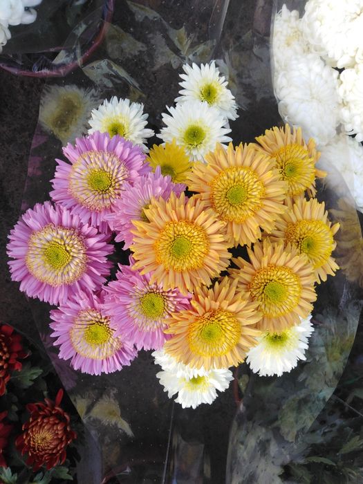 Chryzantemy wielko i drobno kwiatowe