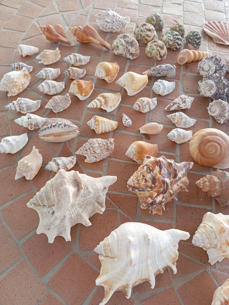 conchas  diversas