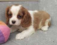 Suczka rasy Cavalier King Charles Spaniel - rodowód ZHPR