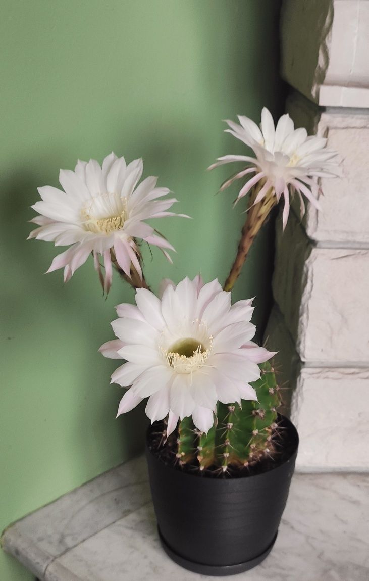 Kaktus Echinpsis tubiflora