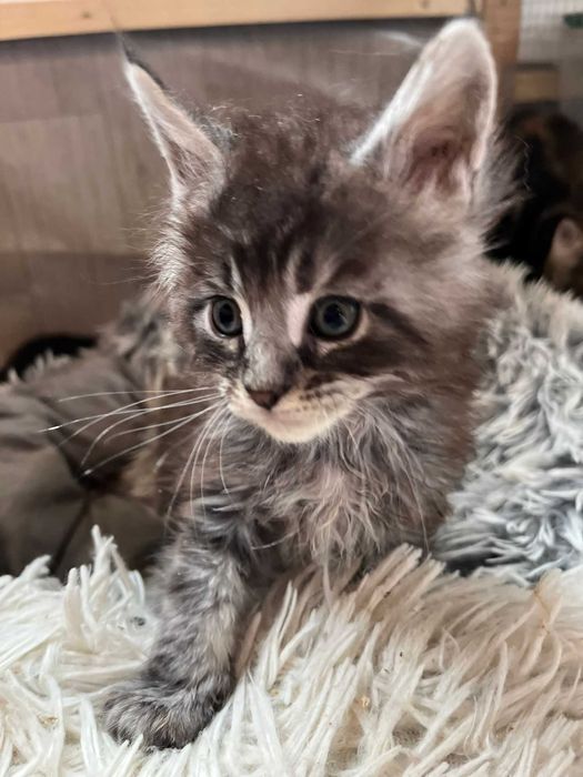 Kotka Maine Coon ns shaded