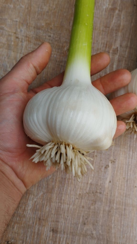 Czosnek Słoniowy wielkogłówkowy GIGANT ogromny 1kg