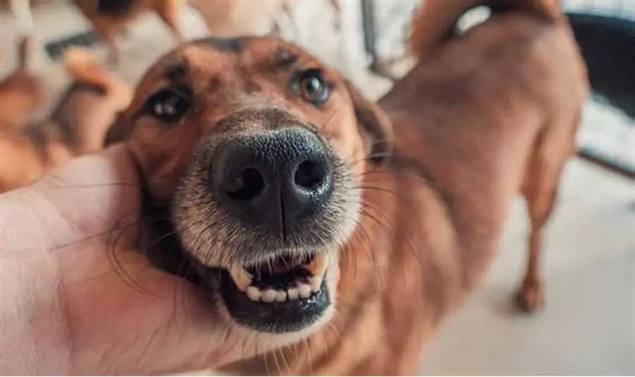 dog walker (passeador de cães)