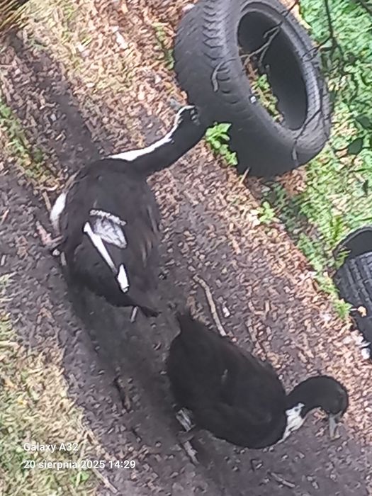 Sprzedam kaczki dworki