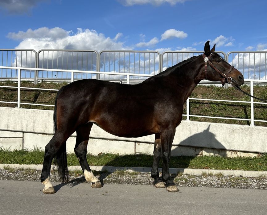 Klacz śląska  programowa
