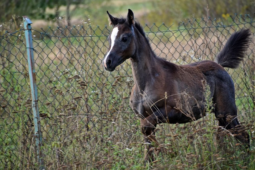 Klaczka arabska ( Al Ayal AA x Zeus EA)