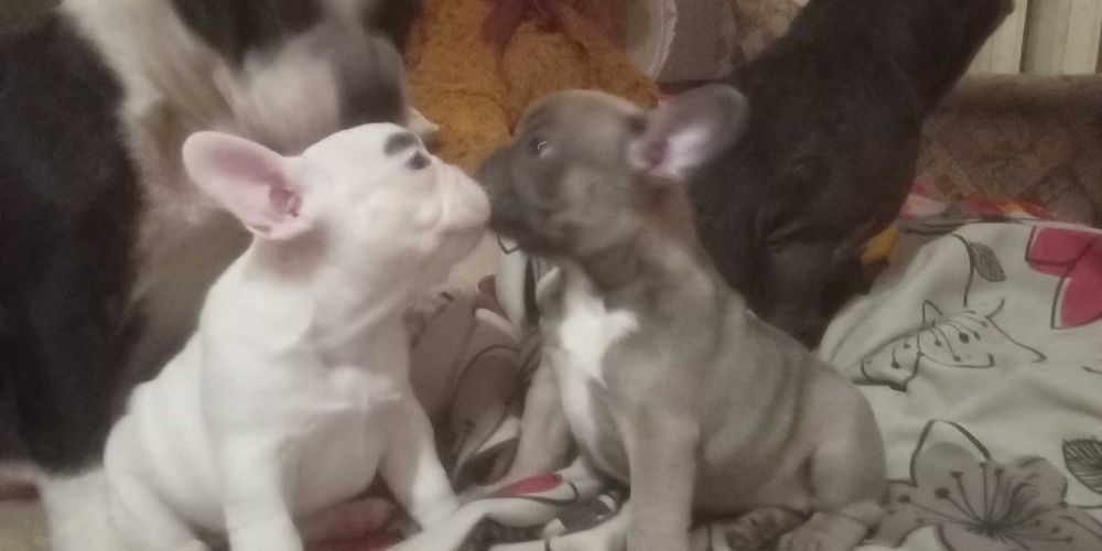 Щенки ФранцузскогО БульдогА