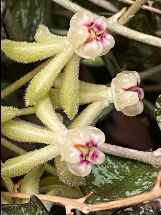 Хойя куртиси укорененная