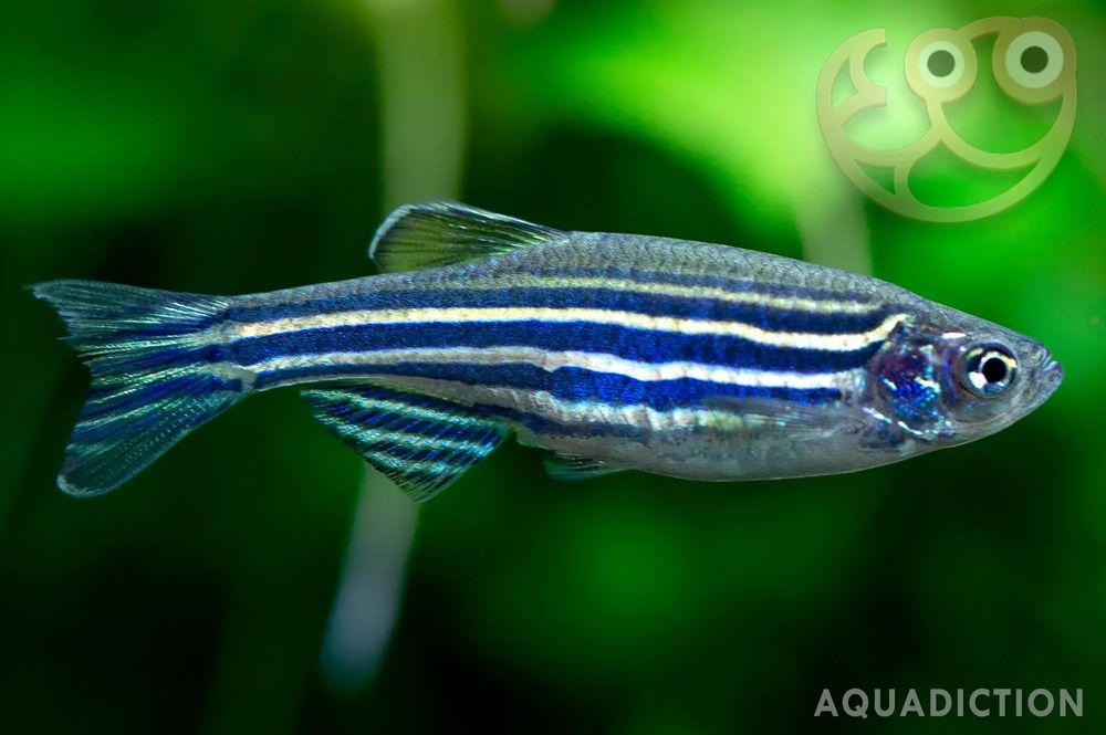 Danio Zebra e Leopardo