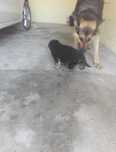 cachorro pastore alemao