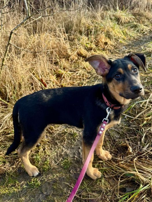 Cudowny szczeniak Mango szuka domku