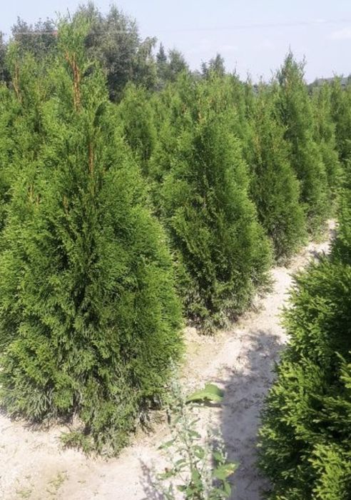 Tuja 120 Thuja 160 szmaragd 100, 150 cm smaragd 80 cm 140
różne wysoko