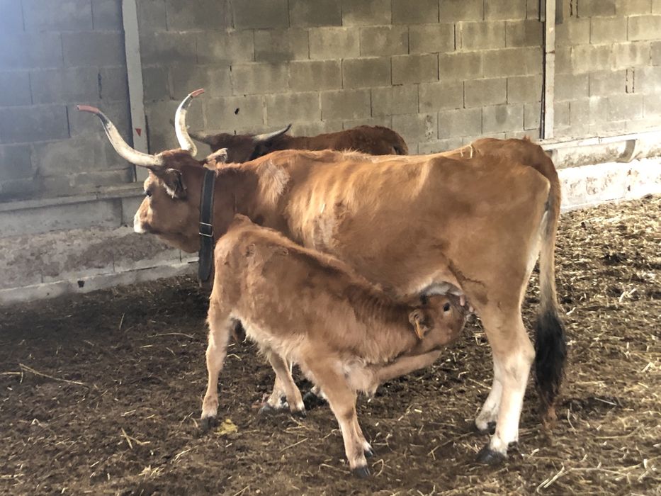 Estrume bovino curtido