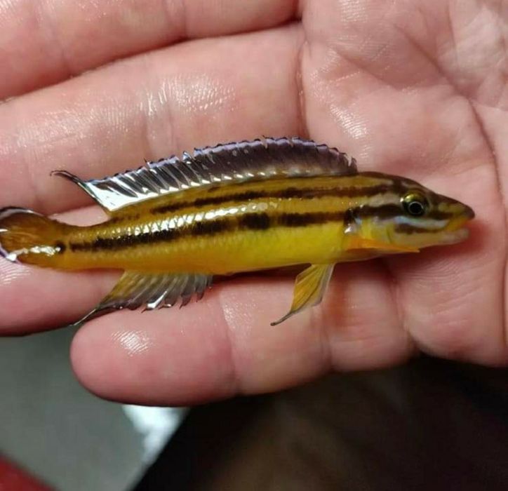 Продам Юлідохроміси Танганійска цихліда