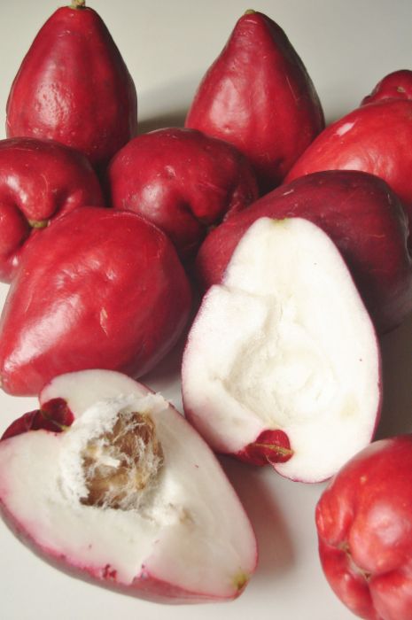 Jambos de varias especies