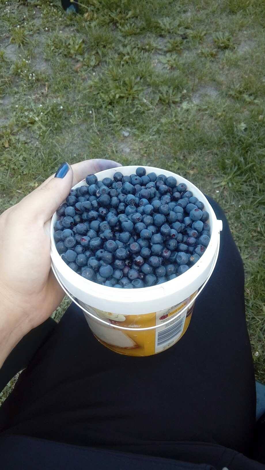 Jagody leśne świeże czyste bez liści