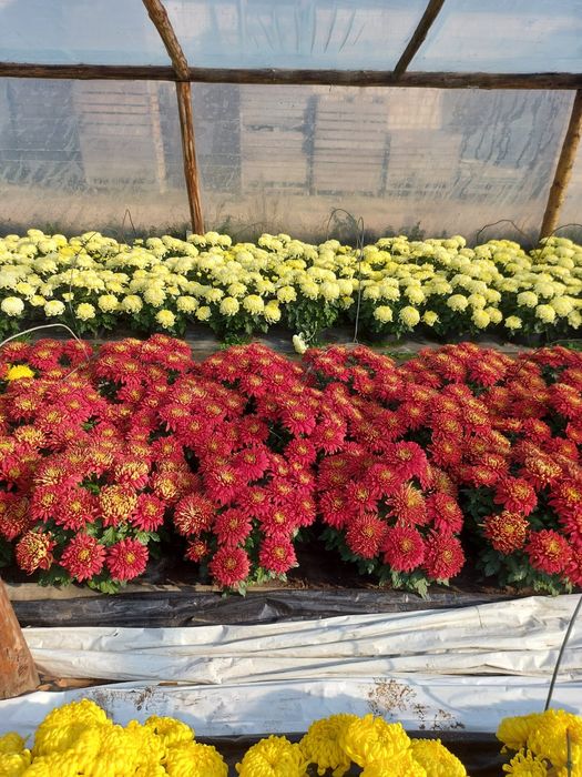 Chryzantemy drobno i grubo kwiatowe