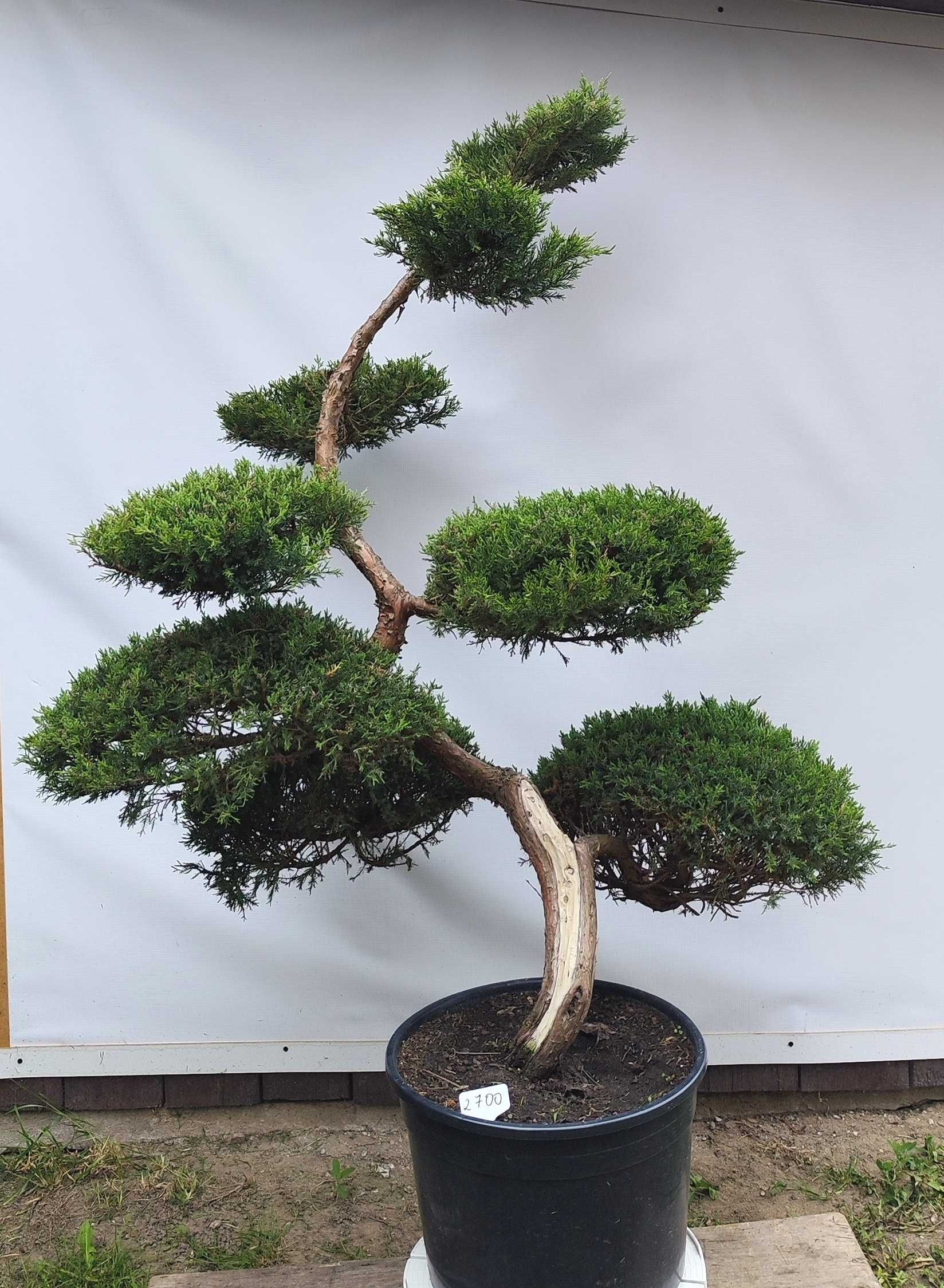 Bonsai Niwaki Jałowiec Wilhelm Pfitzer