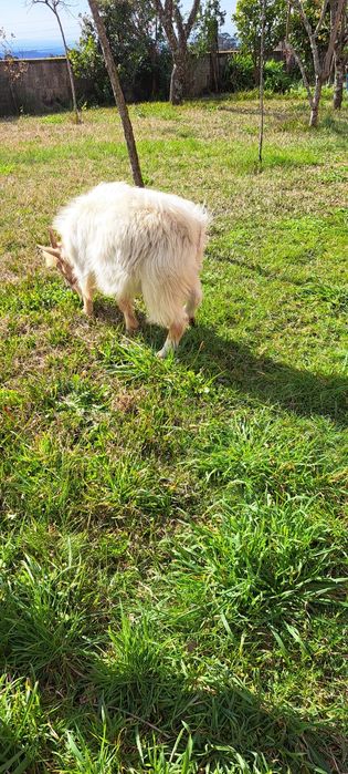 Cabrito anão com 1 ano e meio