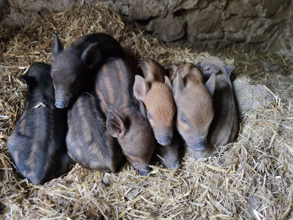 Продаю поросята породи кармали