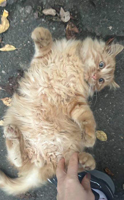 Отдам даром в добрые руки пушистого рыжего котенка