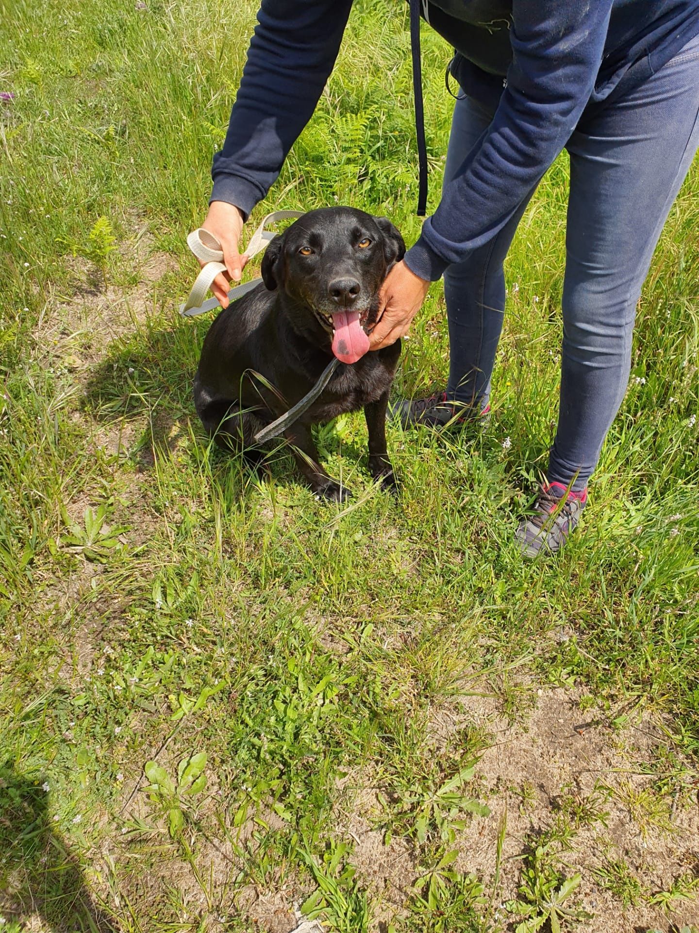 Sissi- cachorra de porte médio para adoção