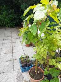 Arvore Tamarilho Tomateiro arbóreo