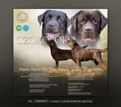 Labrador Retriever FCI czekoladowy piesek