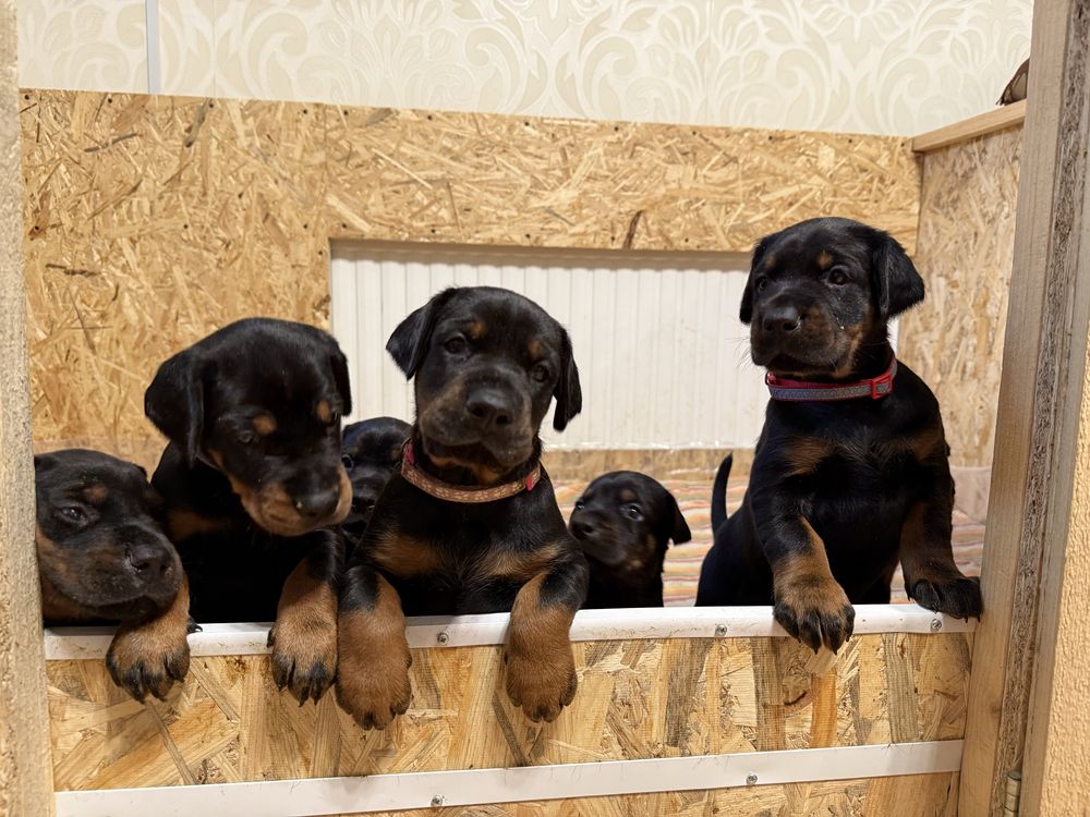 Doberman  КСУ FCI