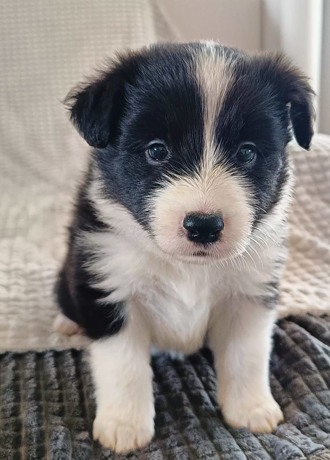 Border Collie szczenię ZKwP/FCI rodowodowe po Championie Polski