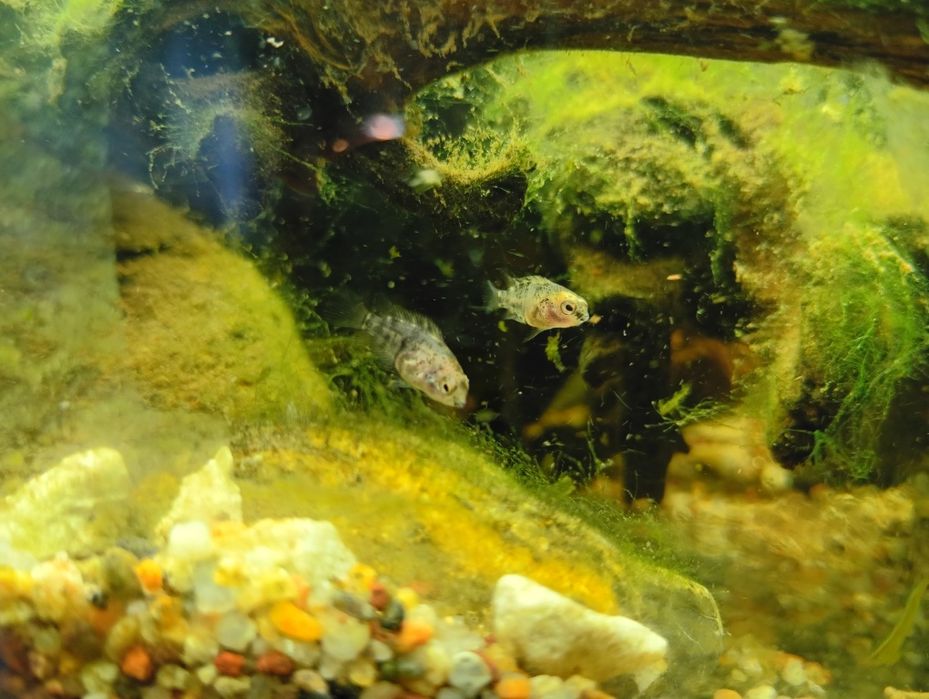 Pielęgnica zebra Amatitlania nigrofasciata marble