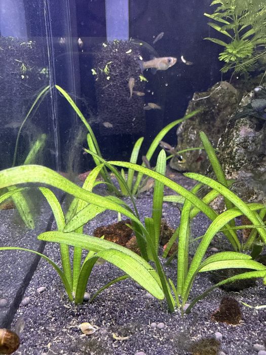 Planta Aquário - Saggitaria subulata