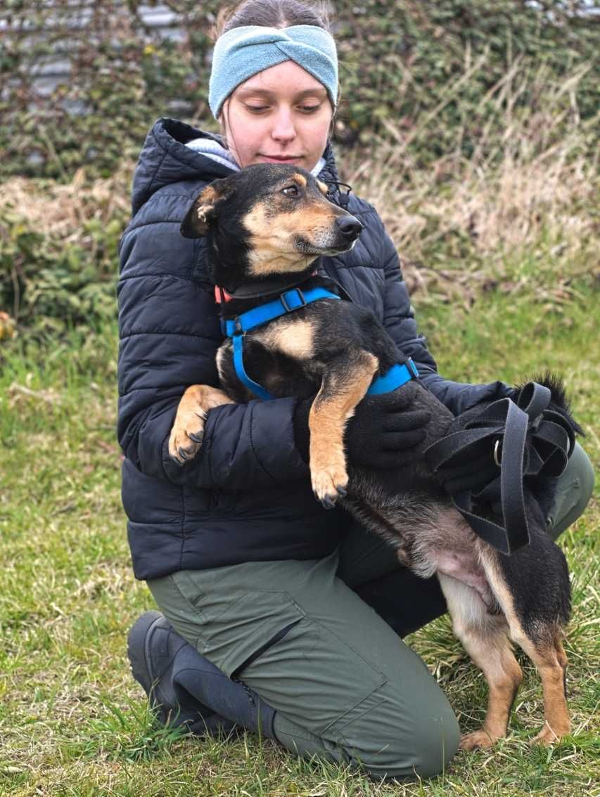 Plag - uroczy, przyjazny w typie jamnika - adopcja.