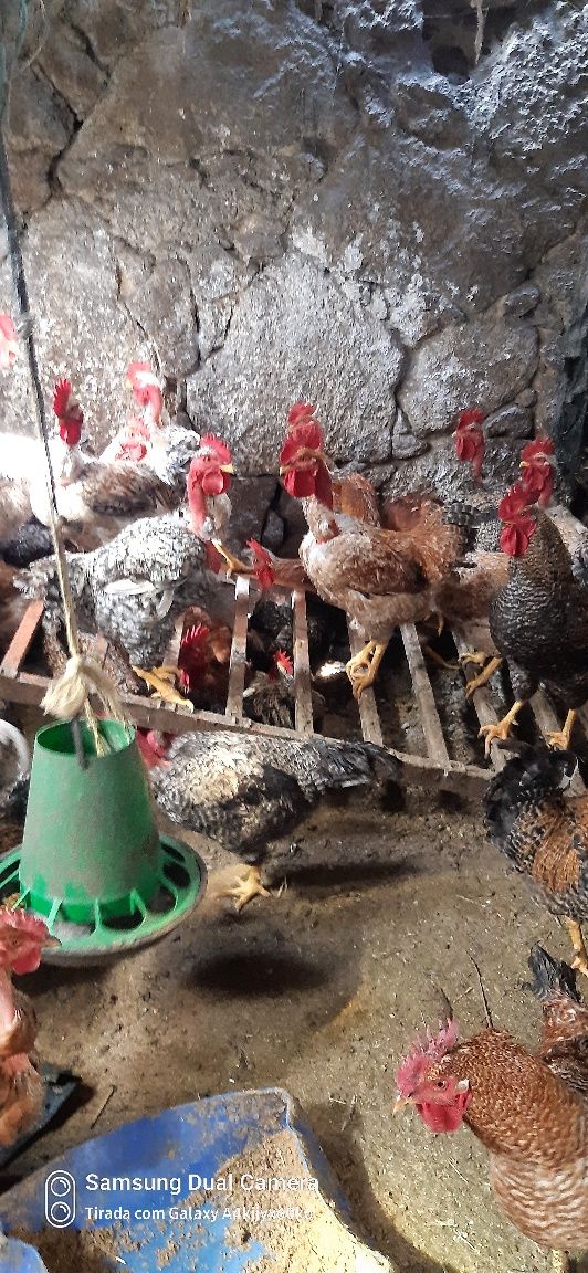 Vendo frangos caseiros