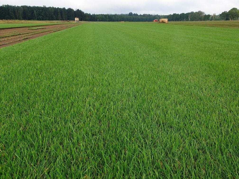 Trawniki z rolki Green Grass/ Trawa z plantacji/Producent