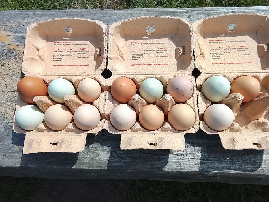Jaja legowe kur mix