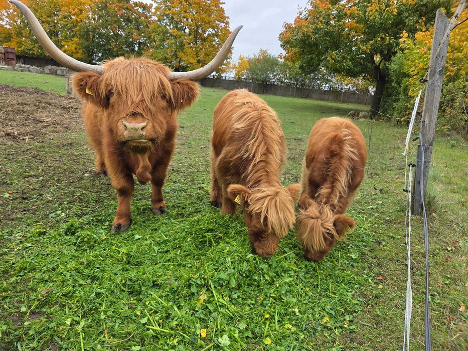 Highland Cattle , cielaki , jałówki , bydło , krowy