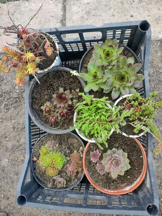 Молодила для альпійських гірок