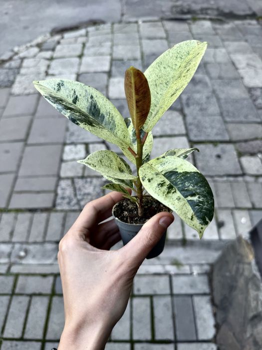 Ficus Shivereana Elastica Moonshine Фікус Мушнайн Еластіка
